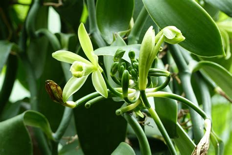 does vanilla grow in madagascar